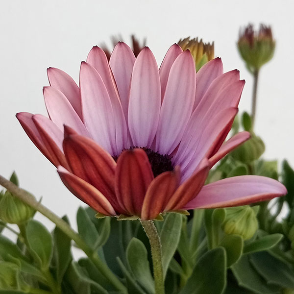 オステオスペルマム（ダブル）：３Dベリーホワイト3.5号ポット