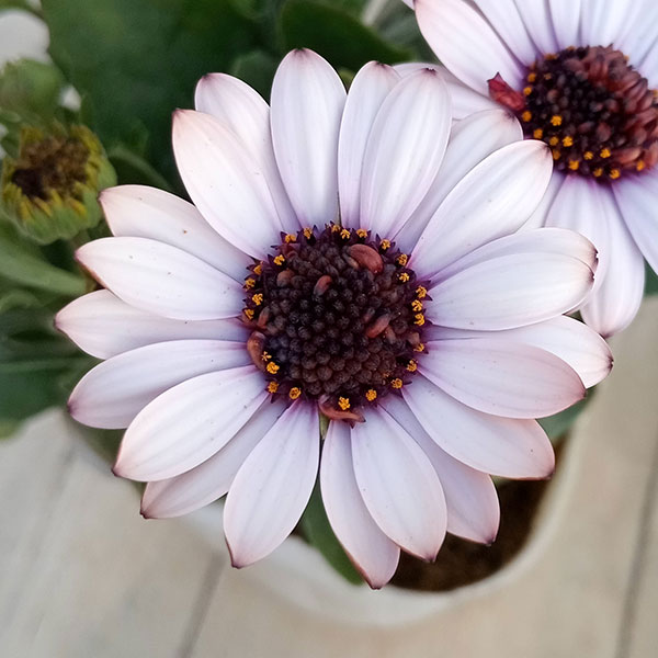 オステオスペルマム（ダブル）：３Dベリーホワイト3.5号ポット