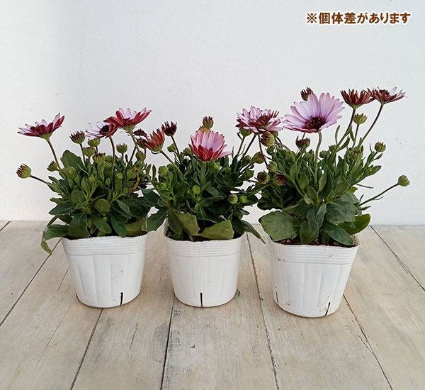 オステオスペルマム（ダブル）：３Dベリーホワイト3.5号ポット