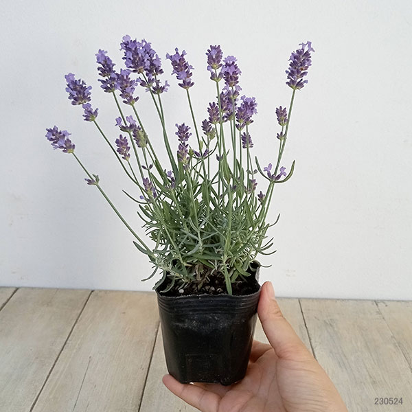 ラベンダー：ブリティッシュレイラブルー3号ポット