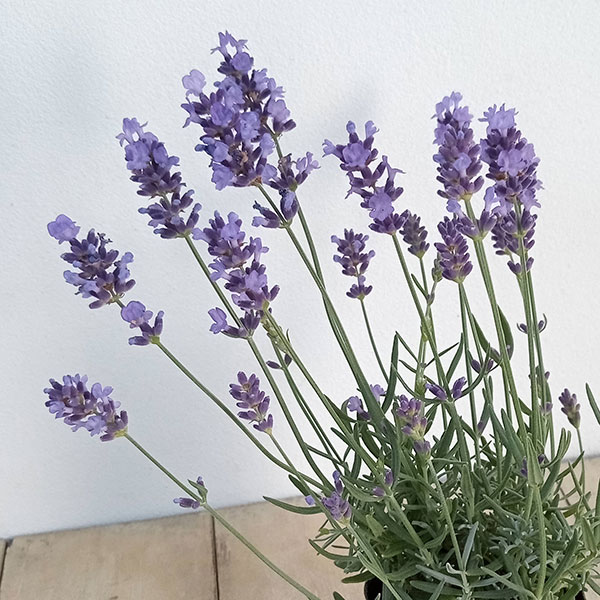 ラベンダー：ブリティッシュレイラブルー3号ポット