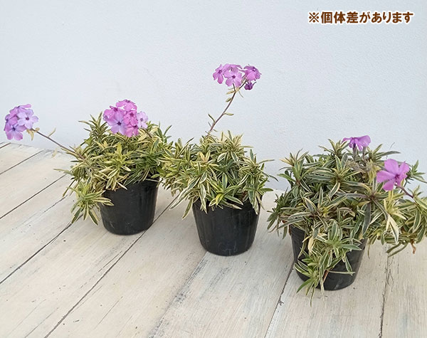 宿根フロックス:パニキュラータ斑入り3号ポット
