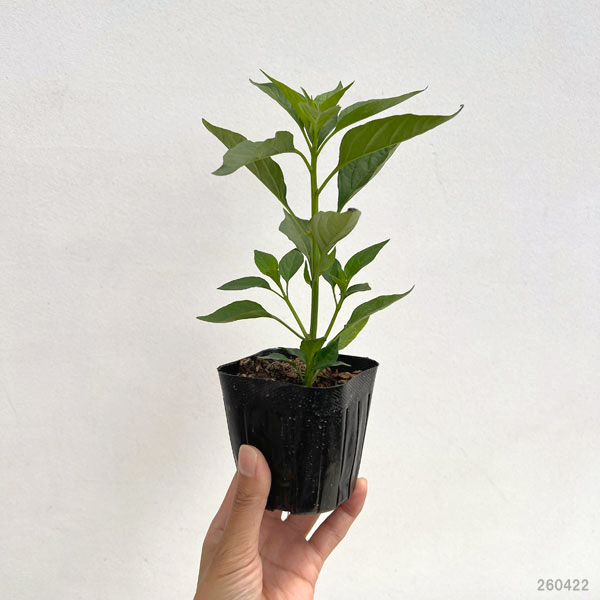 京野菜：トウガラシ（唐辛子）：伏見甘長とうがらし自根苗3号ポット