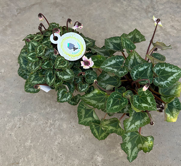 シクラメン:グリーンティアラ(薄ピンク~ホワイト系)3号ポット