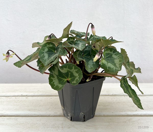 シクラメン:グリーンティアラ(薄ピンク~ホワイト系)3号ポット