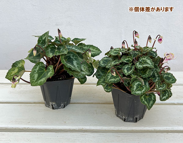 シクラメン:グリーンティアラ(薄ピンク~ホワイト系)3号ポット