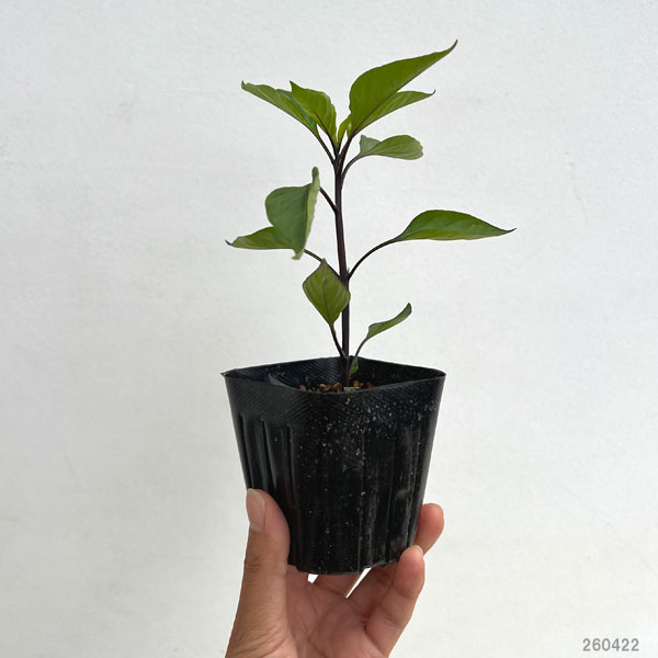 大和野菜:トウガラシ(唐辛子):紫とうがらし自根苗3号ポット