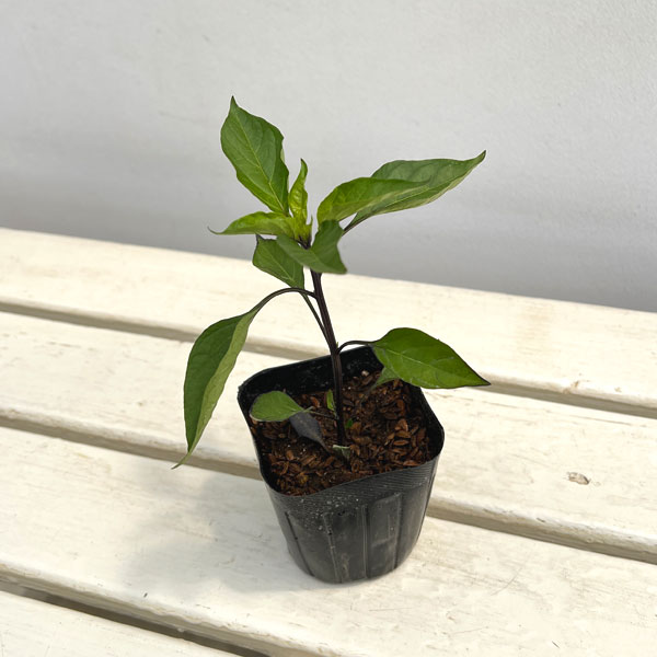 大和野菜:トウガラシ(唐辛子):紫とうがらし自根苗3号ポット