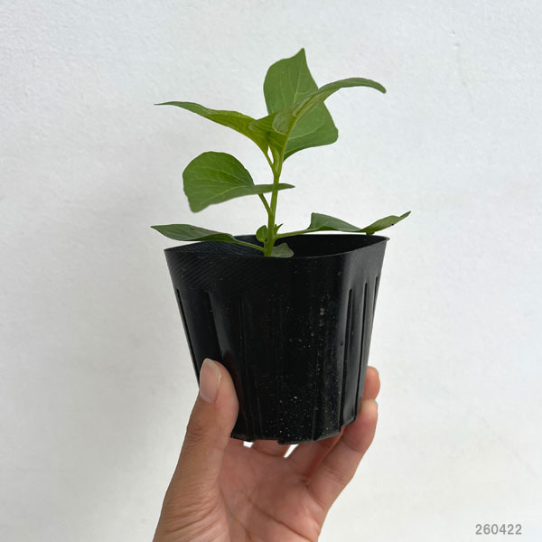 琉球野菜:島とうがらし自根苗3号ポット