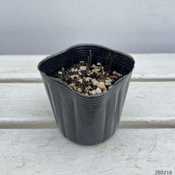 アリウム：カエルレウム（青）3球植え3号ポット