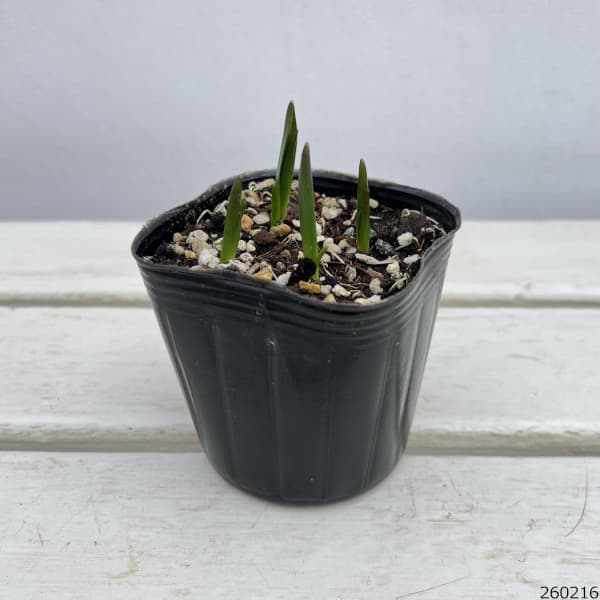 ブローディア(トリテレイア):ルディー3球植え3号ポット