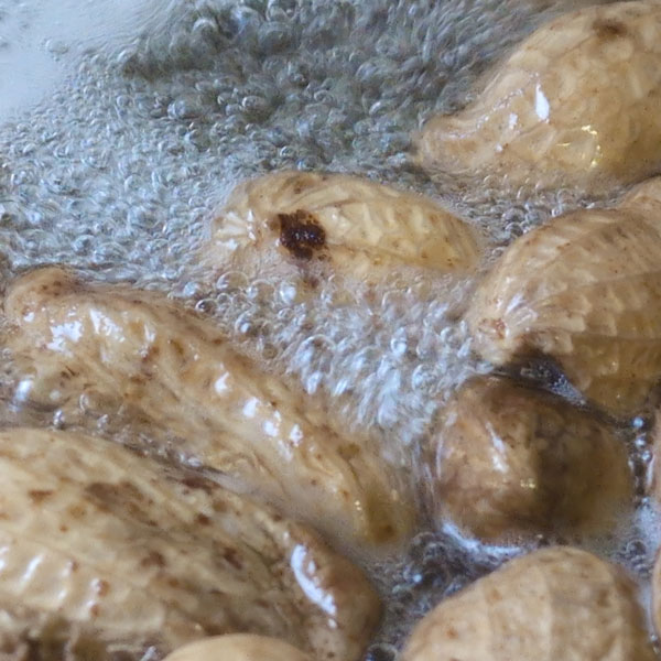 [26年4月下旬予約]落花生（らっかせい）：おおまさりネオ(R)3号ポット苗(PVP) 12株セット