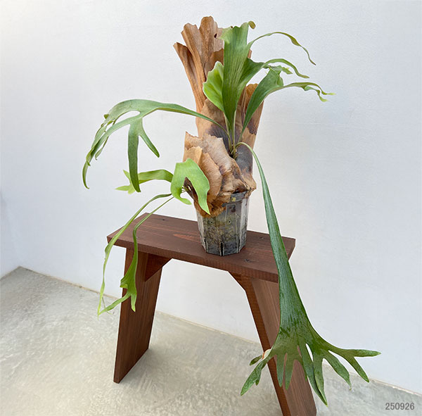 ビカクシダ(コウモリラン):ゴッドマム 5号鉢植え