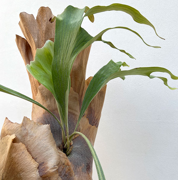 ビカクシダ(コウモリラン):ゴッドマム 5号鉢植え