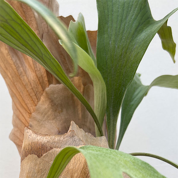 ビカクシダ(コウモリラン):ゴッドマム 5号鉢植え