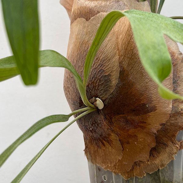 ビカクシダ(コウモリラン):ゴッドマム 5号鉢植え