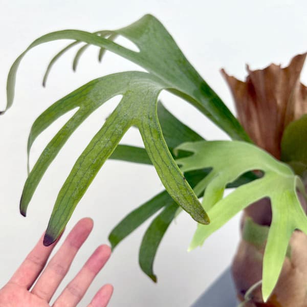 ビカクシダ(コウモリラン):ゴッドマム 5号鉢植え