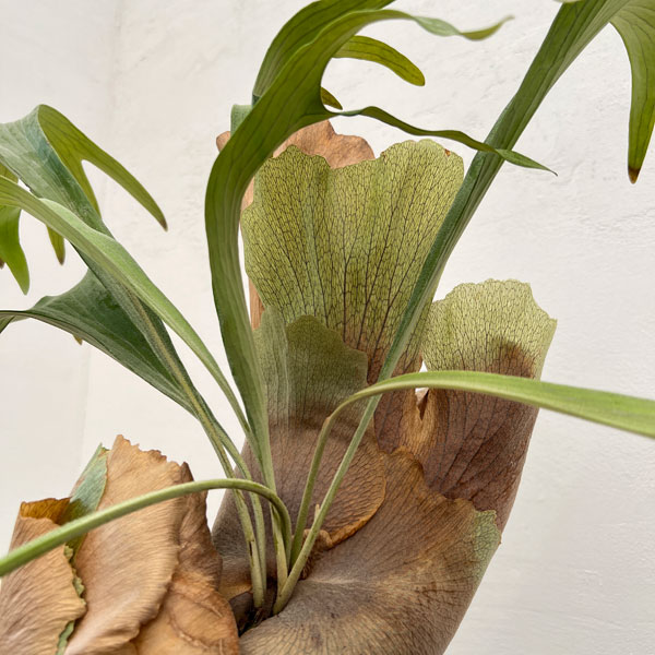 ビカクシダ(コウモリラン):ゴッドマム 5号鉢植え