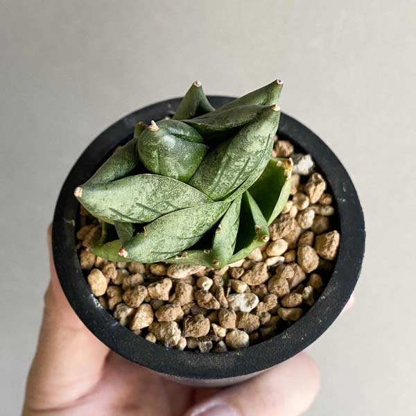 園芸ネット本店｜[ザ・ファームセレクト]サンセベリア：タムタミ 7cm