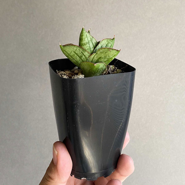 園芸ネット本店｜[ザ・ファームセレクト]サンセベリア：ミニローズ 7cm