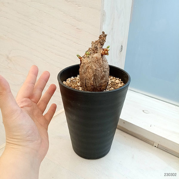 園芸ネット本店｜[ザ・ファームセレクト][送料無料]ペラルゴニウム