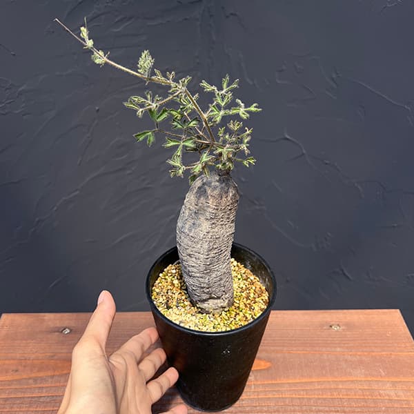キフォステンマ:モンタグナッキー 4号鉢植えNo.3