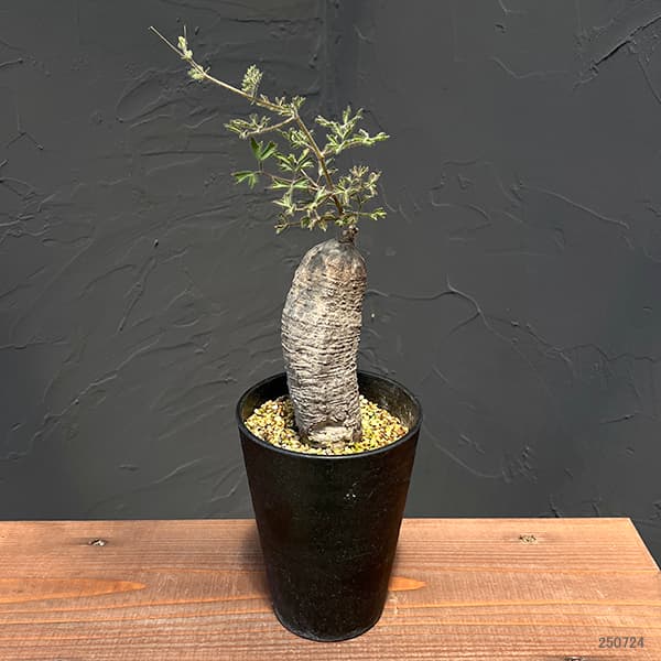 キフォステンマ:モンタグナッキー 4号鉢植えNo.3