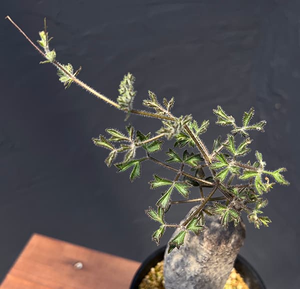 キフォステンマ:モンタグナッキー 4号鉢植えNo.3