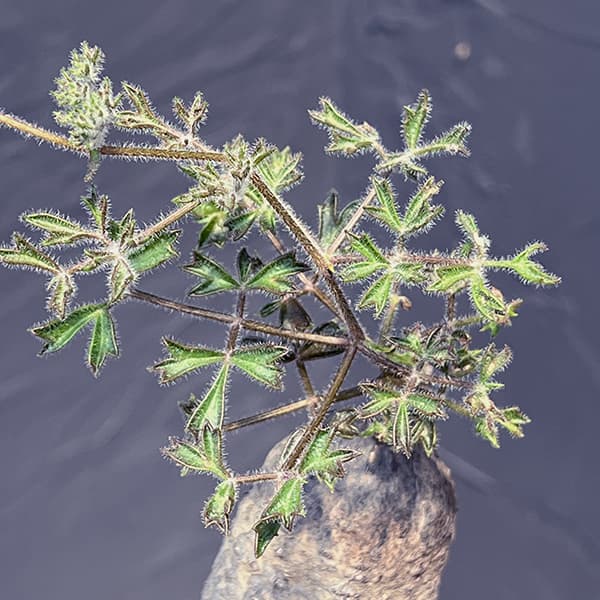 キフォステンマ:モンタグナッキー 4号鉢植えNo.3