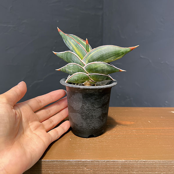 （わけあり特価）サンセベリア：ロリダ バリエガータ　2.5鉢植え　No.2　