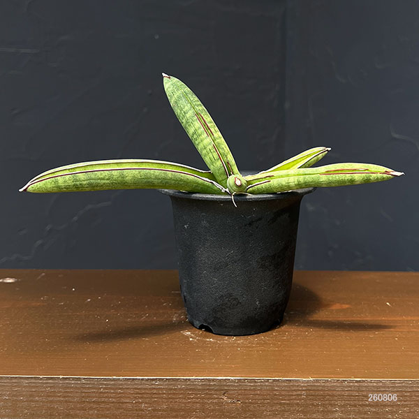 園芸ネット本店｜サンセベリア：エイレンシス 2.5号鉢植え26-01 の通販