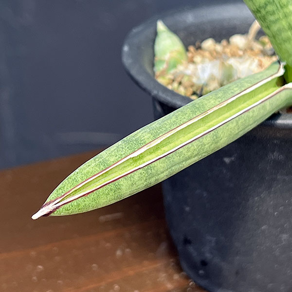 園芸ネット本店｜サンセベリア：エイレンシス 2.5号鉢植え26-01 の通販
