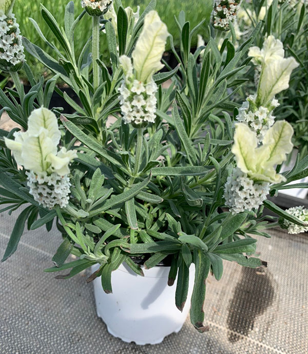 フレンチラベンダー(ストエカス系)：クリスタルホワイト3号ポット