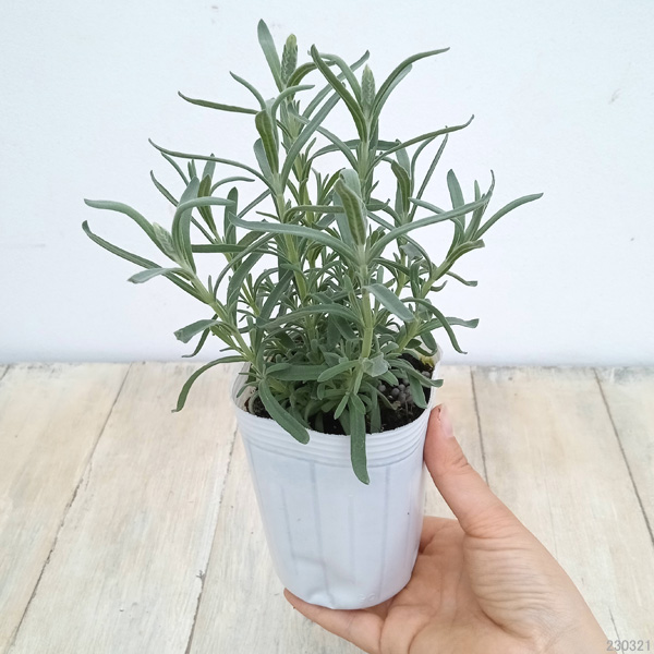 フレンチラベンダー(ストエカス系)：クリスタルホワイト3号ポット