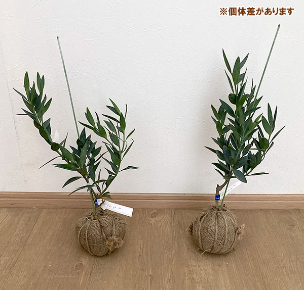 ナギ(梛):スモーキーブルー樹高60cm根巻き