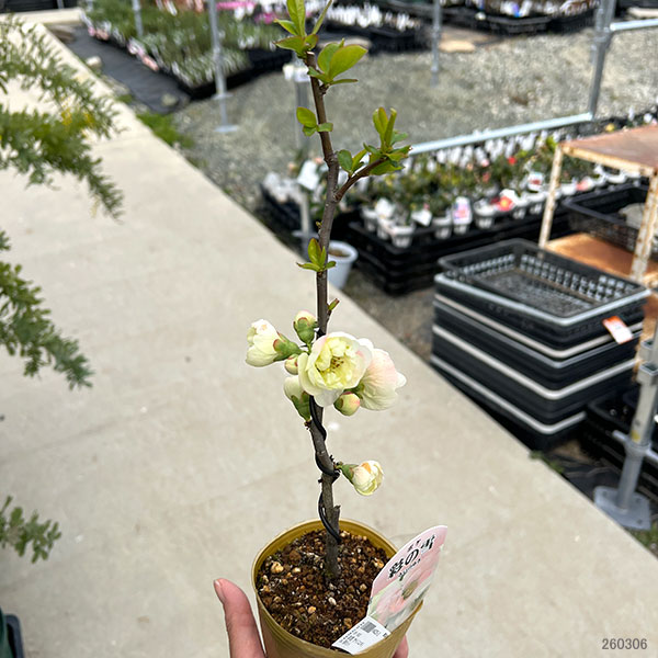 ボケ（木瓜）：彩の雪（サイノユキ）3号ポット