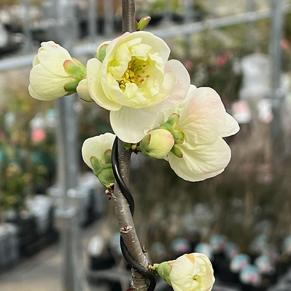 ボケ（木瓜）：彩の雪（サイノユキ）3号ポット