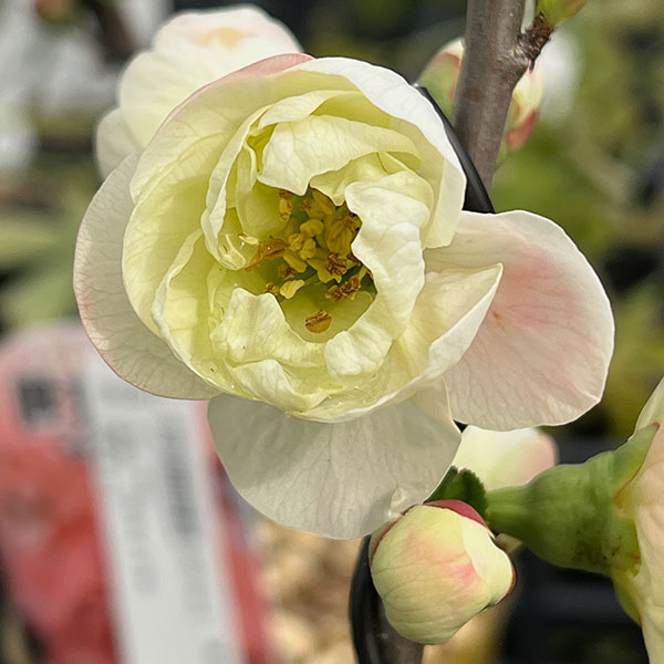 ボケ（木瓜）：彩の雪（サイノユキ）3号ポット