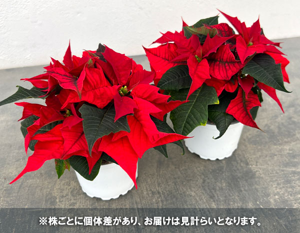 ポインセチア:レッド 3号ポット