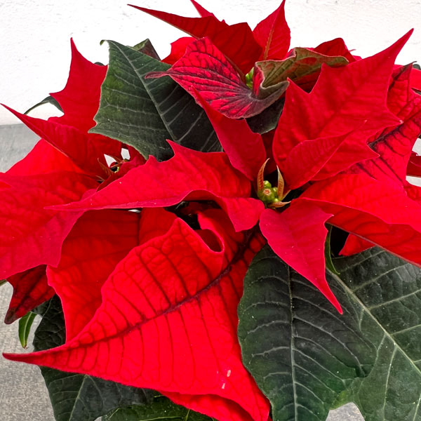 ポインセチア:レッド 3号ポット