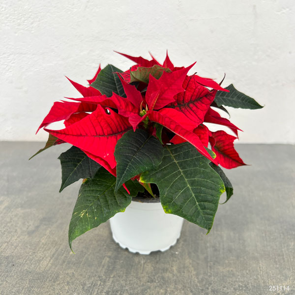 ポインセチア:レッド 3号ポット