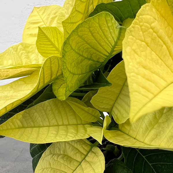 ポインセチア:イエロー 3号ポット