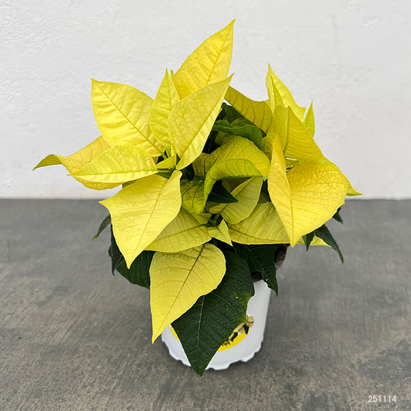 ポインセチア:イエロー 3号ポット