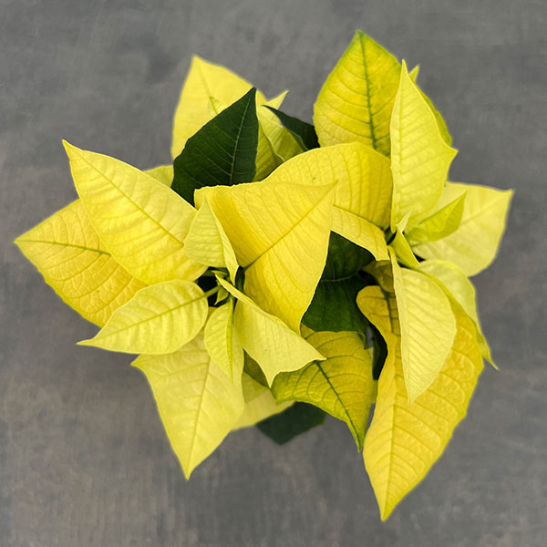 ポインセチア:イエロー 3号ポット