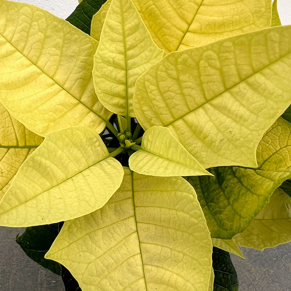 ポインセチア:イエロー 3号ポット