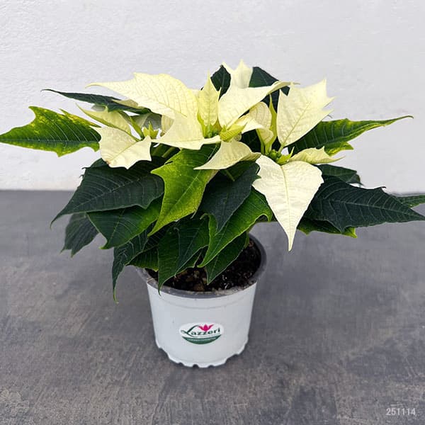 ポインセチア:ホワイト 3号ポット