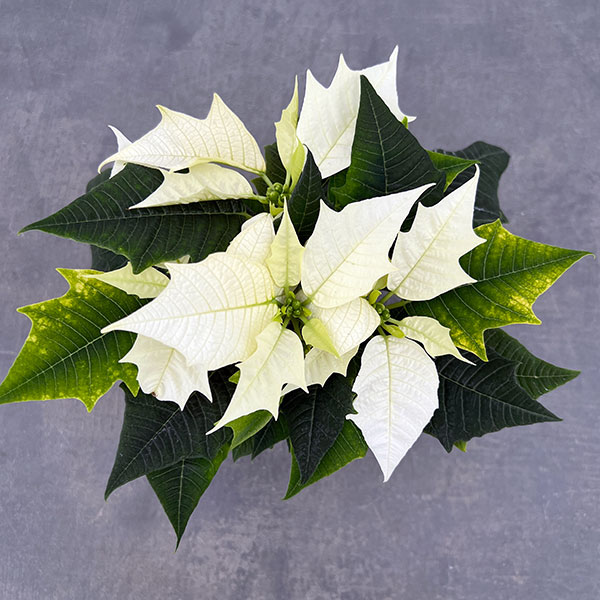 ポインセチア:ホワイト 3号ポット