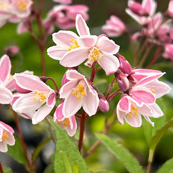 ヒメウツギ：ユキ　チェリーブロッサム5号鉢植え