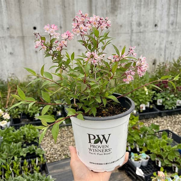ヒメウツギ：ユキ　チェリーブロッサム5号鉢植え