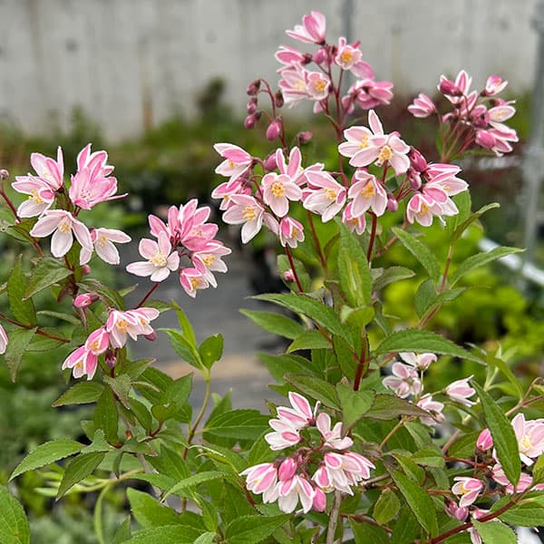 ヒメウツギ：ユキ　チェリーブロッサム5号鉢植え
